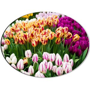 Dibond Ovaal - Bloemenveld met Oranje, Roze en Paarse Tulpen - 40x30 cm Foto op Ovaal (Met Ophangsysteem)