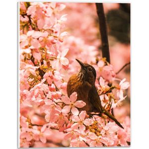 PVC Schuimplaat - Bloemen - Dieren - Vogel - Kleuren - 30x40 cm Foto op PVC Schuimplaat (Met Ophangsysteem)