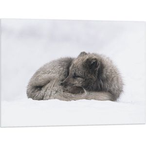 WallClassics - Vlag - Bruine Vos slapend in de Sneeuw - Sneeuwvos - 80x60 cm Foto op Polyester Vlag