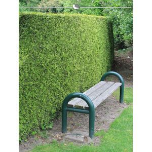 Westerse Levensboom Thuja Brabant 60-80 cm in Pot, 18x Haagplant