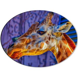 WallClassics - Dibond Ovaal - Zijaanzicht van Etende Giraffe - 40x30 cm Foto op Ovaal (Met Ophangsysteem)
