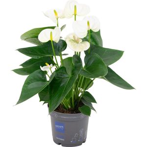 Plantenboetiek.nl | Anthurium White - Kamerplant - Hoogte 43cm - Potmaat 12cm