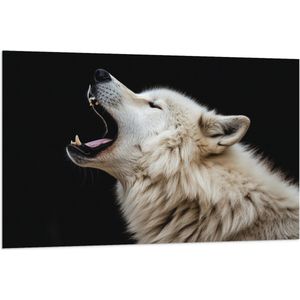 Vlag - Zijaanzicht van Brullende Witte Wolf tegen Zwarte Achtergrond - 120x80 cm Foto op Polyester Vlag