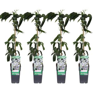 Clematis, 4 Stuks, Klimplant, Kleur Wit/Creme, Groenblijvend, Clematis armandii - 4 stuks - Ø15cm - 65cm