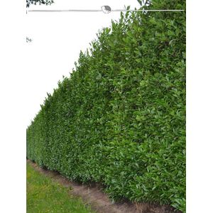 Laurier Prunus Caucasica 180-200 cm in Pot, 50x Haagplant