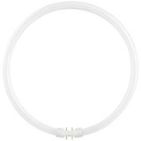 SPL - FL Circline T5 - Lamp - 2Gx13 Fitting - 40W - 4000K