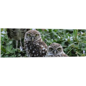 PVC Schuimplaat- Rij van Drie Aankijkende Uilen tussen de Bladeren in het Bos - 120x40 cm Foto op PVC Schuimplaat