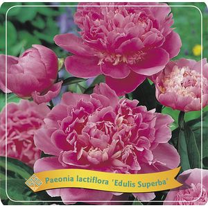 Plants Online - Tuinplanten - Vaste planten - Set van 1 - Paeonia (LD) 'Edulis Superba' - 5 liter pot - Plant cm