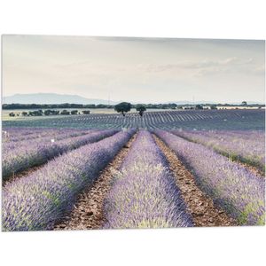 WallClassics - Vlag - Rijen Paarse Lavendel - 80x60 cm Foto op Polyester Vlag