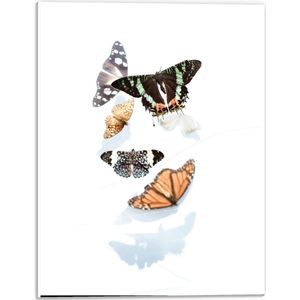 Forex - Schildering van Vlinders op Witte Achtergrond  - 30x40cm Foto op Forex