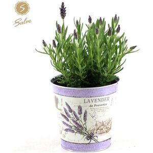 De Kuiflavendel in pot, Kleur Lila/Paars, Tuinplanten, Terrasplanten, Lavandula St. Anouk ® Collection P12 in Zinc lavender - Ø14cm - 30cm