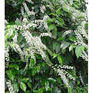 Prunus Lusitanica 'Angustifolia'