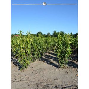 Laurier Prunus Genolia 120-140 cm, 10x Haagplant
