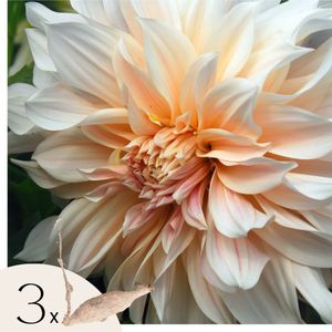 Plant in a Box - Dahliaknollen - Set van 3 - Dahlia 'Cafe au Lait'