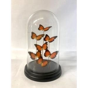 Opgezette Vlinders in Stolp - Vlinder In Glazen Stolp - Vlinderstolp Glas - Oranje - 30 cm