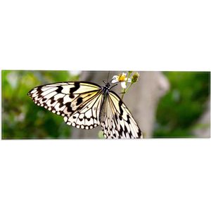 WallClassics - Vlag - Vlinder met Gele Vleugels op Groene Tak - 60x20 cm Foto op Polyester Vlag