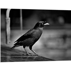 PVC Schuimplaat- Zijaanzicht van Kraai (Zwart- wit) - 100x75 cm Foto op PVC Schuimplaat