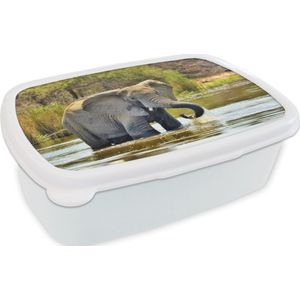 Broodtrommel Wit - Lunchbox - Brooddoos - Badderende olifant - 18x12x6 cm - Volwassenen