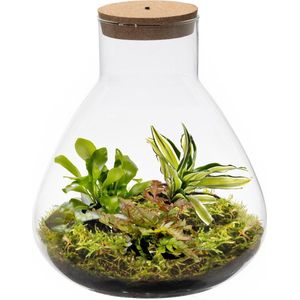 vdvelde.com - Ecosysteem plant met lamp - Ecoworld Jungle Biosphere - Flessentuin - 3 Varen Planten - Piramide Glas - Ø 23 cm - Hoogte 26 cm