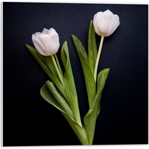WallClassics - PVC Schuimplaat- Roze Rozen Bloemenduo - 50x50 cm Foto op PVC Schuimplaat