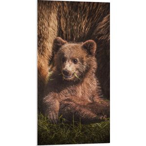 WallClassics - PVC Schuimplaat- Babybeer zittend in het Gras bij Moeder - 50x100 cm Foto op PVC Schuimplaat