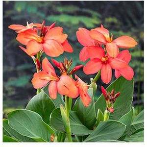 Moerings Canna Cleo | Bloemriet | In 18CM Mand Kant en Klaar