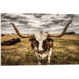 WallClassics - PVC Schuimplaat- Wit met Bruine Koe met Lange Hoorns - 75x50 cm Foto op PVC Schuimplaat