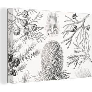 Canvas - Coniferen - Zwart-Wit - Plant - Struiken - Muurdecoratie - Ernst Haeckel - Kunst - Retro - Canvas schildersdoek - 60x40 cm