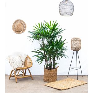 Rhapis Excelsa - 150cm