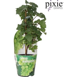 Hello Plants Vitis Pixie Riesling Witte Druiven - Druivenplant - Ø 14 cm - Hoogte: 30 cm