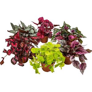 Begonia Beleaf Mix - Bladbegonia - Set van 6 - Kamerplant - Onderhoudsvriendelijke plant voor binnen - ⌀12 cm - 20-25 cm