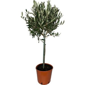 Outletplant - Olijfboom - Tuinplant - Pot 20cm -Hoogte 100cm