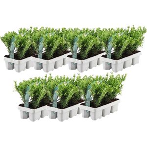 YouFlowers - 42x ilex planten | buxus vervanger | hulstplanten winterhard | Ø7 cm - Hoogte: 15 cm | Ilex crenata | haagplanten | Planten | Tuinplanten