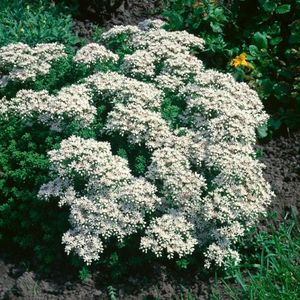 3 stuks | Sedum album P9 cm