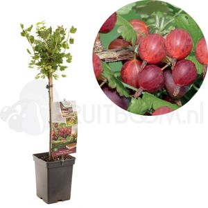 Rode kruisbes - Ribes uva-crispa Hinnonmäki Rödr - stam 60 cm - zelfbestuivend
