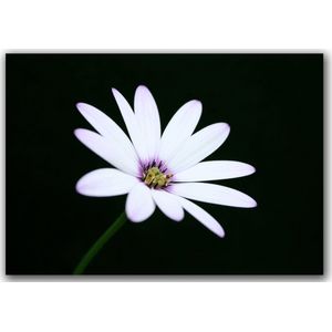 Dibond - Bloemen - Bloem - margriet in wit / paars / zwart - 100 x 150 cm