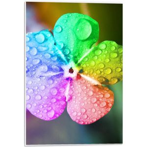 Forex - Foto van een Kleurrijke Bloem met Druppels Water Er Op - 40x60cm Foto op Forex