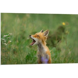 WallClassics - PVC Schuimplaat- Baby Vosje met Open Mond in Groen Veld - 90x60 cm Foto op PVC Schuimplaat