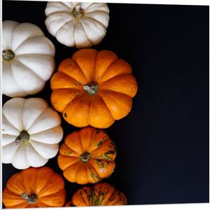 PVC Schuimplaat- Wit met Oranje Pompoenen op Zwarte Achtergrond - 80x80 cm Foto op PVC Schuimplaat