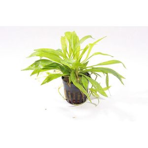 Moerings Echinodorus magdalenensis in 5 cm pot