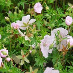 6x Bloedooievaarsbek - Geranium sanguineum ‘Compactum’ - Pot 9x9cm