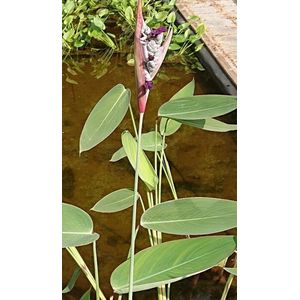 Thalia (Thalia dealbata) - Vijverplant - 1 losse plant - Om zelf op te potten - Vijverplanten webshop