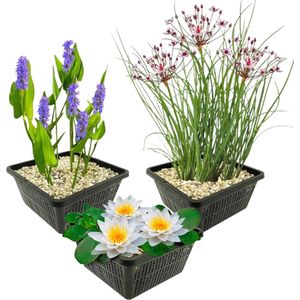 vdvelde.com - Vijverplanten Set - Witte Waterlelie - Combi set - 9 planten - Plaatsing: -1 tot -100 cm