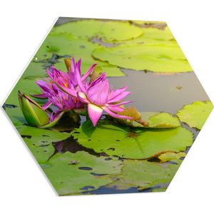 PVC Schuimplaat Hexagon - Paarse Waterlelie Lotusbloem Drijvend op Leliebladeren en Water - 60x52.2 cm Foto op Hexagon (Met Ophangsysteem)