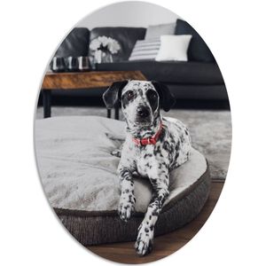 PVC Schuimplaat Ovaal - Dalmatiër Hond Liggend op Hondenkussen in Woonkamer - 81x108 cm Foto op Ovaal (Met Ophangsysteem)