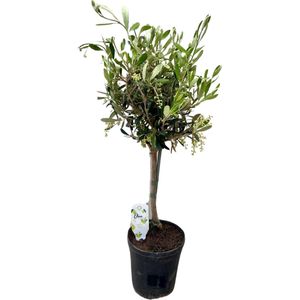 Plantenboetiek.nl | Olea Europaea Stem - Olijfboom op stam - Ø15cm - 60cm hoog - Kamerplant & Tuinplant - Groenblijvend