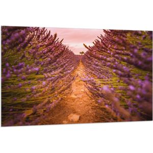 Vlag - Pad Midden in het Lavendel Bloemenveld - 150x100 cm Foto op Polyester Vlag