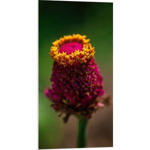 PVC Schuimplaat - Natuur - Bloem - Plant - Geel - Roze - 50x100 cm Foto op PVC Schuimplaat (Met Ophangsysteem)