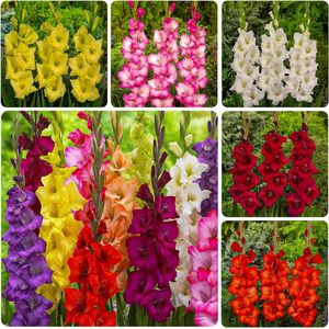 Gladiolen - Mix van 7 soorten - Bloembollen - 50 stuks - Meerkleurig - Bloem bollen - Mix Meerjarig