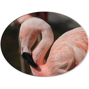 WallClassics - Dibond Ovaal - Flamingo in de Zon - 40x30 cm Foto op Ovaal (Met Ophangsysteem)